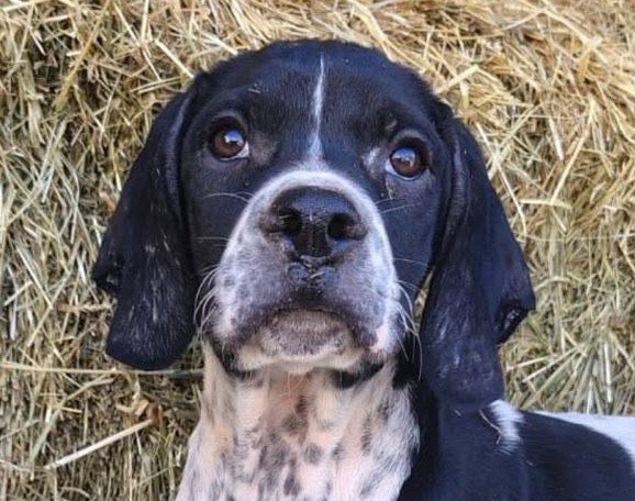 Theodora-hunde-aus-dem-tierschutz-hunde-adoptieren-tierschutzverein-rhein-main-hunde-in-not-rhein-main-e.V.