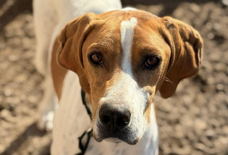 Thetis-hunde-aus-dem-tierschutz-hunde-adoptieren-tierschutzverein-rhein-main-hunde-in-not-rhein-main-e.V.