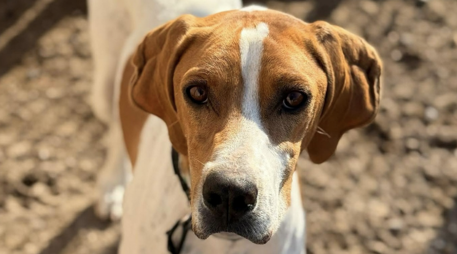 Thetis-hunde-aus-dem-tierschutz-hunde-adoptieren-tierschutzverein-rhein-main-hunde-in-not-rhein-main-e.V.