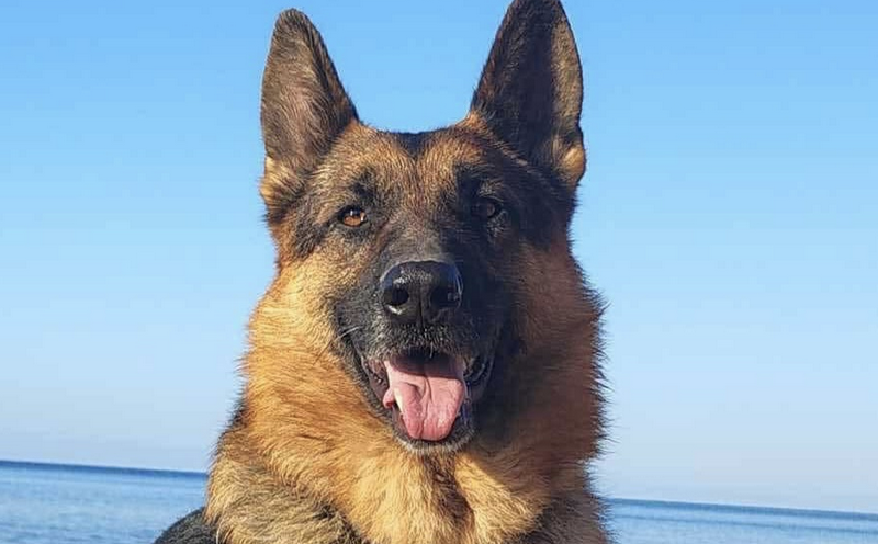 Wolfgang-hunde-aus-dem-tierschutz-hunde-adoptieren-tierschutzverein-rhein-main-hunde-in-not-rhein-main-e.V.