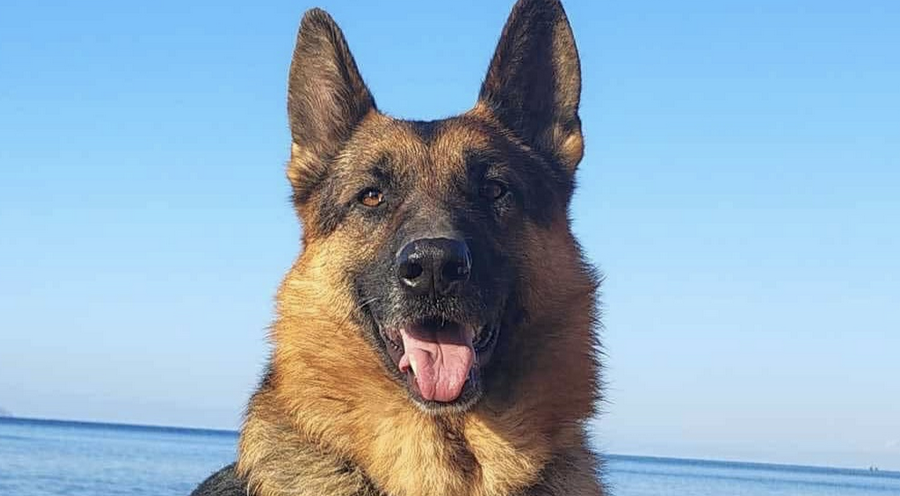 Wolfgang-hunde-aus-dem-tierschutz-hunde-adoptieren-tierschutzverein-rhein-main-hunde-in-not-rhein-main-e.V.