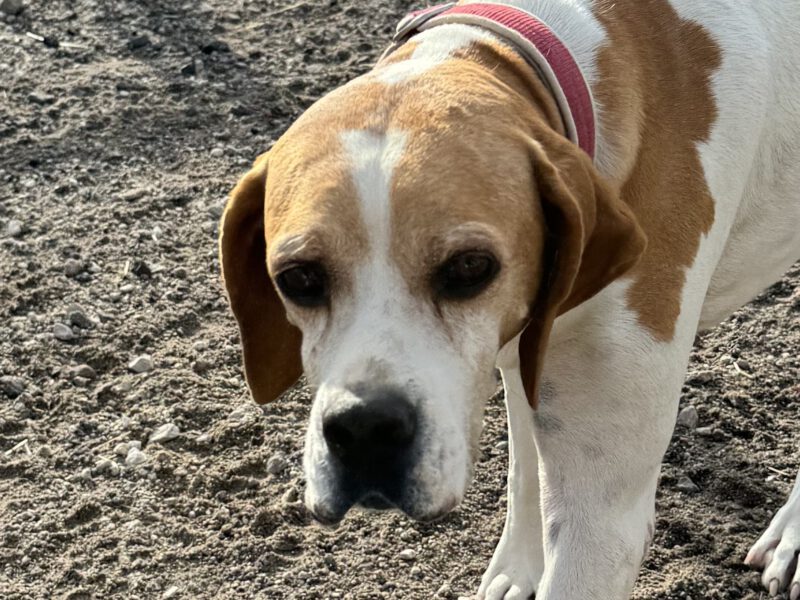 Zaika-hunde-aus-dem-tierschutz-hunde-adoptieren-tierschutzverein-rhein-main-hunde-in-not-rhein-main-e.V.