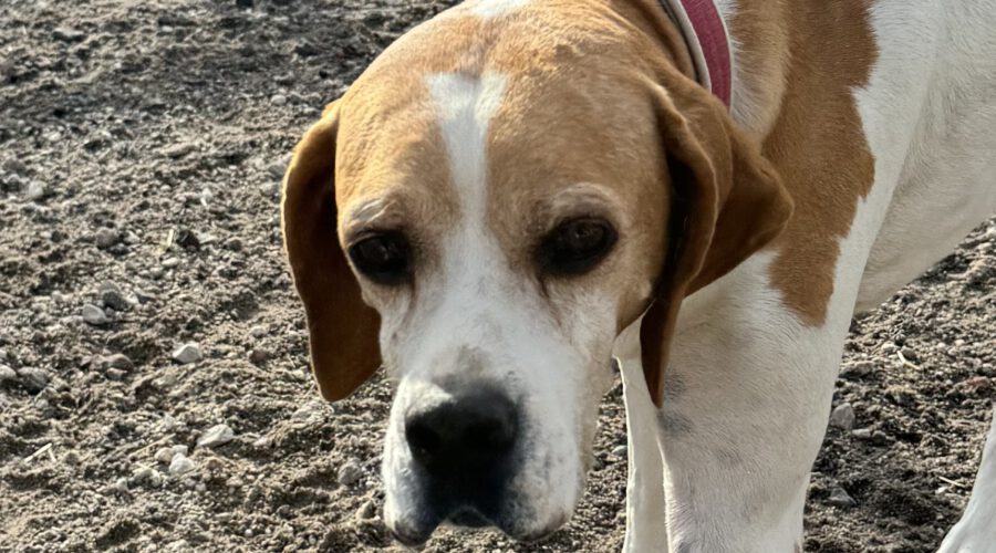 Zaika-hunde-aus-dem-tierschutz-hunde-adoptieren-tierschutzverein-rhein-main-hunde-in-not-rhein-main-e.V.