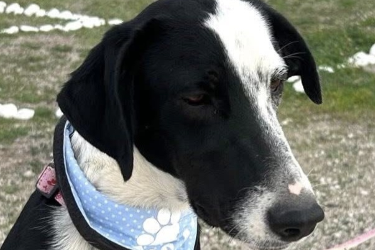 Maeve-hunde-aus-dem-tierschutz-hunde-adoptieren-tierschutzverein-rhein-main-hunde-in-not-rhein-main-e.V.