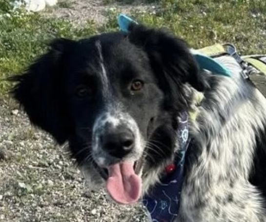 Mafalda I-hunde-aus-dem-tierschutz-hunde-adoptieren-tierschutzverein-rhein-main-hunde-in-not-rhein-main-e.V.