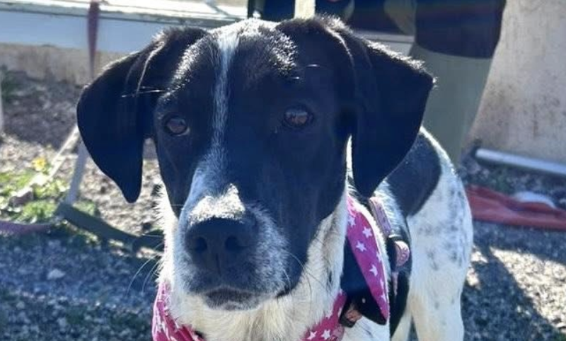 Memphis-hunde-aus-dem-tierschutz-hunde-adoptieren-tierschutzverein-rhein-main-hunde-in-not-rhein-main-e.V.