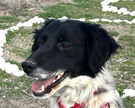 Mendel-hunde-aus-dem-tierschutz-hunde-adoptieren-tierschutzverein-rhein-main-hunde-in-not-rhein-main-e.V.