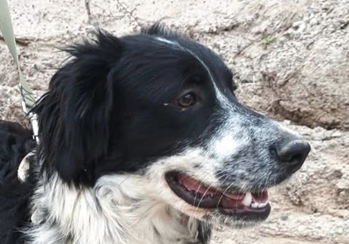 Milton-hunde-aus-dem-tierschutz-hunde-adoptieren-tierschutzverein-rhein-main-hunde-in-not-rhein-main-e.V.