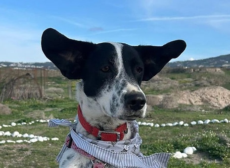 Moccha-hunde-aus-dem-tierschutz-hunde-adoptieren-tierschutzverein-rhein-main-hunde-in-not-rhein-main-e.V.