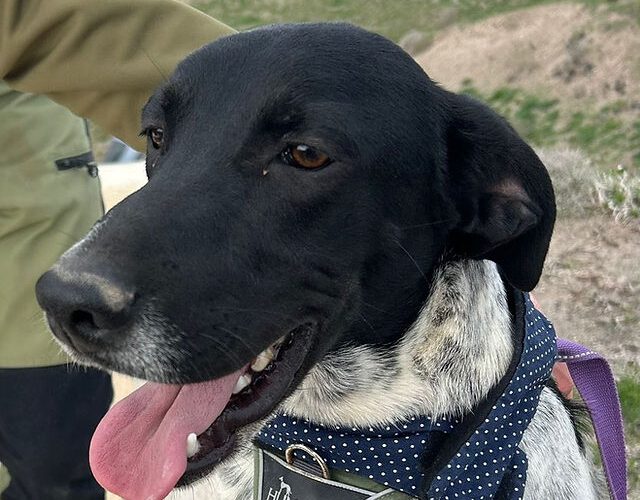 Morrison-hunde-aus-dem-tierschutz-hunde-adoptieren-tierschutzverein-rhein-main-hunde-in-not-rhein-main-e.V.