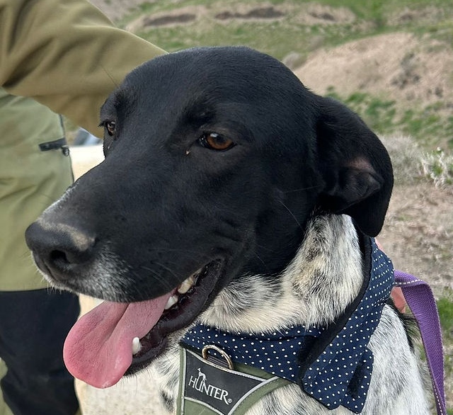 Morrison-hunde-aus-dem-tierschutz-hunde-adoptieren-tierschutzverein-rhein-main-hunde-in-not-rhein-main-e.V.