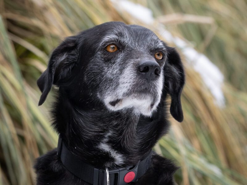 Georgina-hunde-aus-dem-tierschutz-hunde-adoptieren-tierschutzverein-rhein-main-hunde-in-not-rhein-main-e.V.