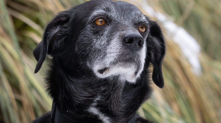 Georgina-hunde-aus-dem-tierschutz-hunde-adoptieren-tierschutzverein-rhein-main-hunde-in-not-rhein-main-e.V.