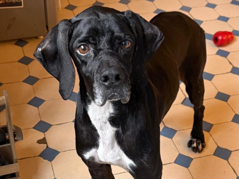 Nicola-hunde-aus-dem-tierschutz-hunde-adoptieren-tierschutzverein-rhein-main-hunde-in-not-rhein-e.V.