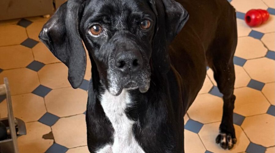 Nicola-hunde-aus-dem-tierschutz-hunde-adoptieren-tierschutzverein-rhein-main-hunde-in-not-rhein-e.V.