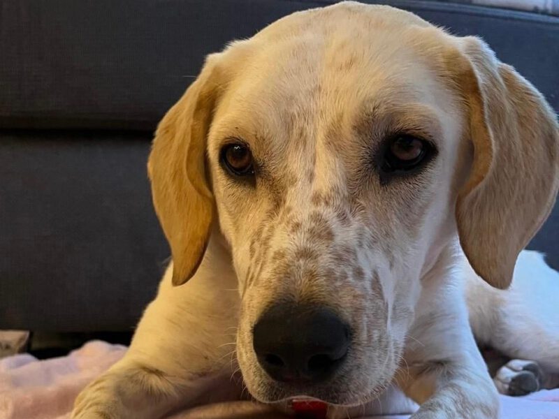 hunde-aus-dem-tierschutz-hunde-adoptieren-tierschutzverein-rhein-main-hunde-in-not-rhein-main-e.V.