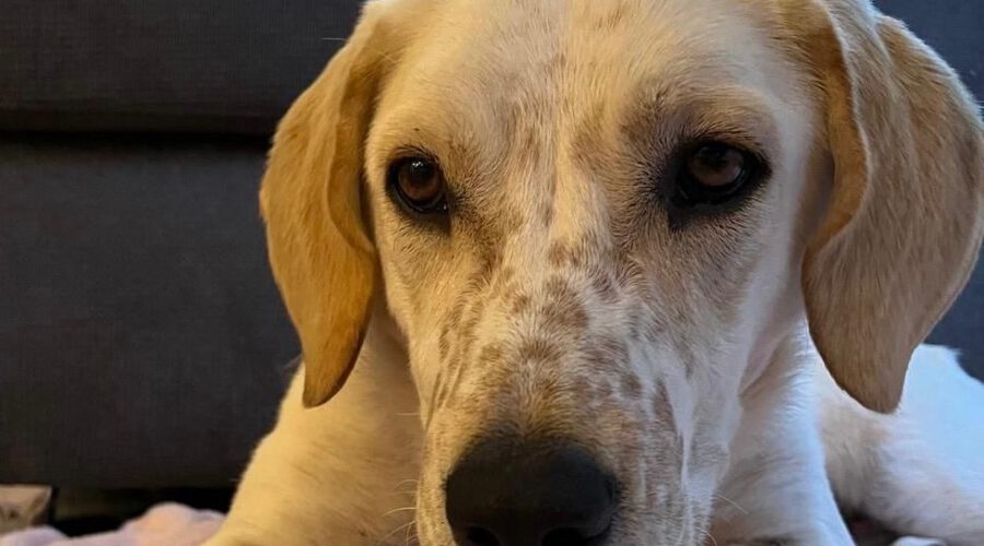 hunde-aus-dem-tierschutz-hunde-adoptieren-tierschutzverein-rhein-main-hunde-in-not-rhein-main-e.V.