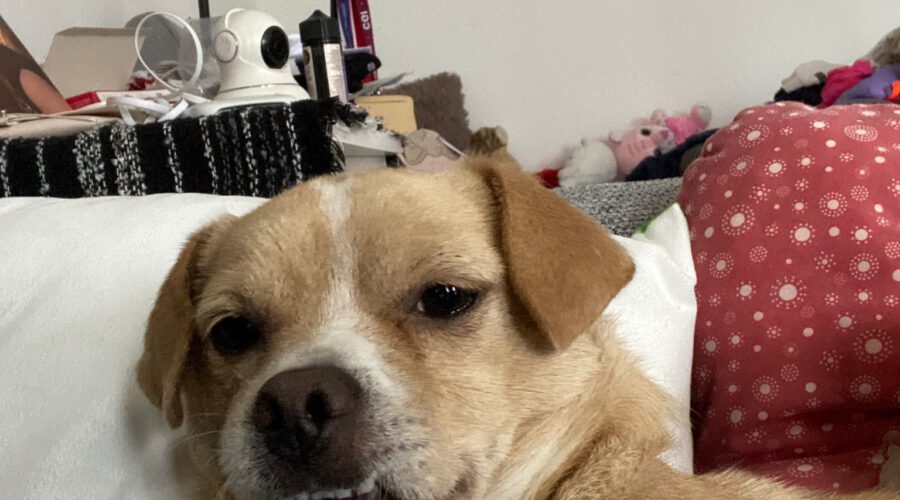 hunde-aus-dem-tierschutz-hunde-adoptieren-tierschutzverein-rhein-main-hunde-in-not-rhein-main-e.V.