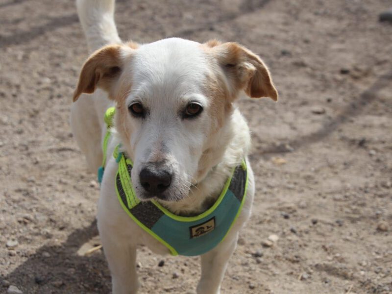 hunde-aus-dem-tierschutz-hunde-adoptieren-tierschutzverein-rhein-main-hunde-in-not-rhein-main-e.V.
