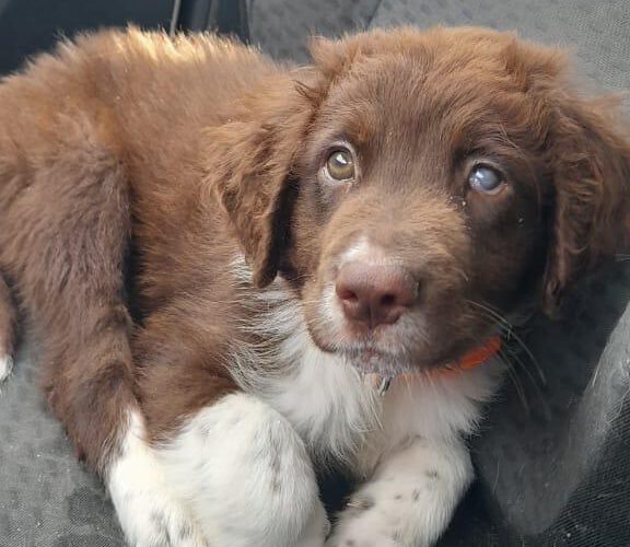 hunde-aus-dem-tierschutz-hunde-adoptieren-tierschutzverein-rhein-main-hunde-in-not-rhein-main-e.V.