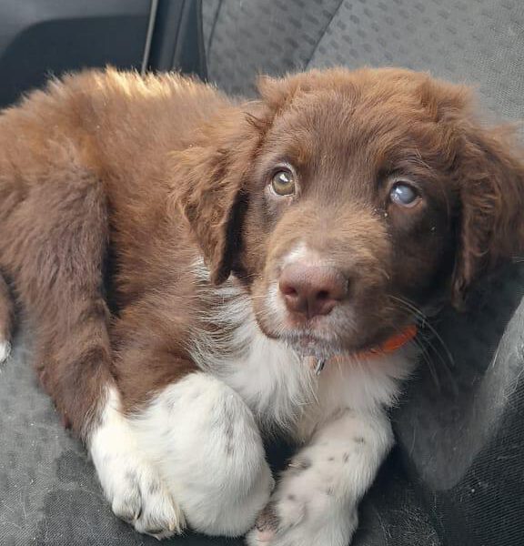 hunde-aus-dem-tierschutz-hunde-adoptieren-tierschutzverein-rhein-main-hunde-in-not-rhein-main-e.V.