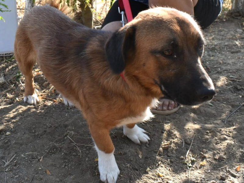 Brandy-hunde-aus-dem-tierschutz-hunde-adoptieren-tierschutzverein-rhein-main-hunde-in-not-rhein-main-e.V.