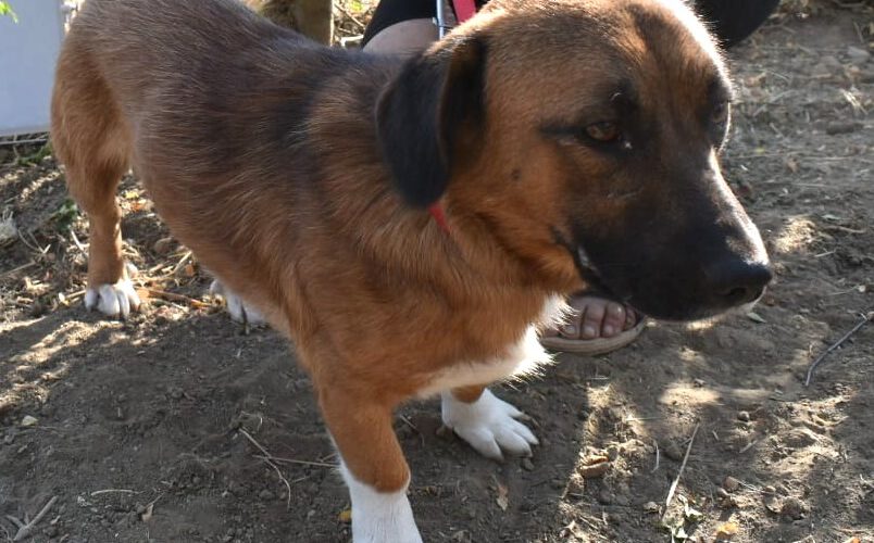 Brandy-hunde-aus-dem-tierschutz-hunde-adoptieren-tierschutzverein-rhein-main-hunde-in-not-rhein-main-e.V.