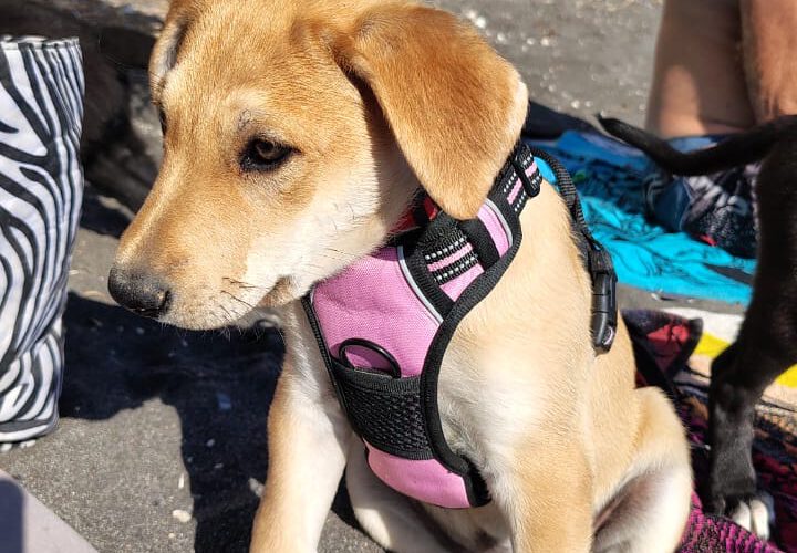 hunde-aus-dem-tierschutz-hunde-adoptieren-tierschutzverein-rhein-main-hunde-in-not-rhein-main-e.V.