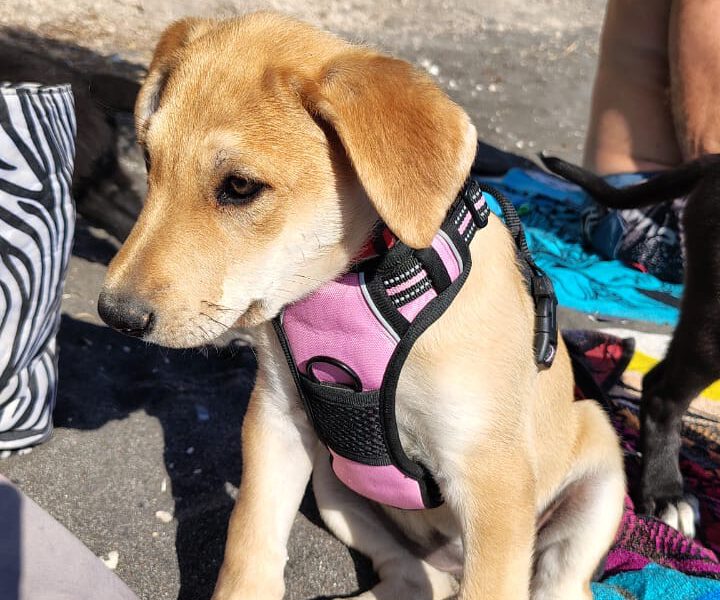 hunde-aus-dem-tierschutz-hunde-adoptieren-tierschutzverein-rhein-main-hunde-in-not-rhein-main-e.V.