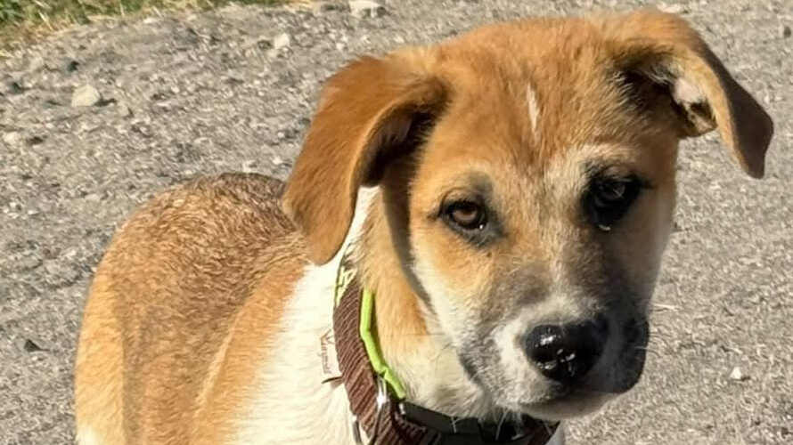 Eros-hunde-aus-dem-tierschutz-hunde-adoptieren-tierschutzverein-rhein-main-hunde-in-not-rhein-main-e.V.