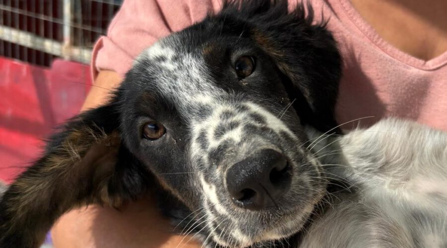 Haris-hunde-aus-dem-tierschutz-hunde-adoptieren-tierschutzverein-rhein-main-hunde-in-not-rhein-main-e.V.