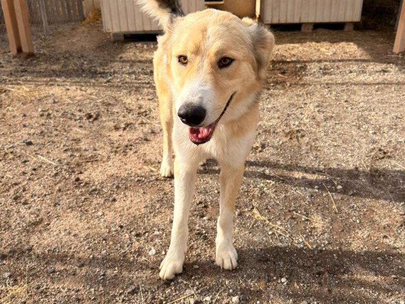 Argos I-hunde-aus-dem-tierschutz-hunde-adoptieren-tierschutzverein-rhein-main-hunde-in-not-rhein-main-e.V.