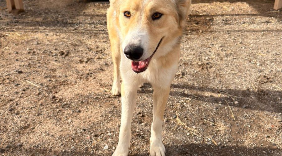 Argos I-hunde-aus-dem-tierschutz-hunde-adoptieren-tierschutzverein-rhein-main-hunde-in-not-rhein-main-e.V.