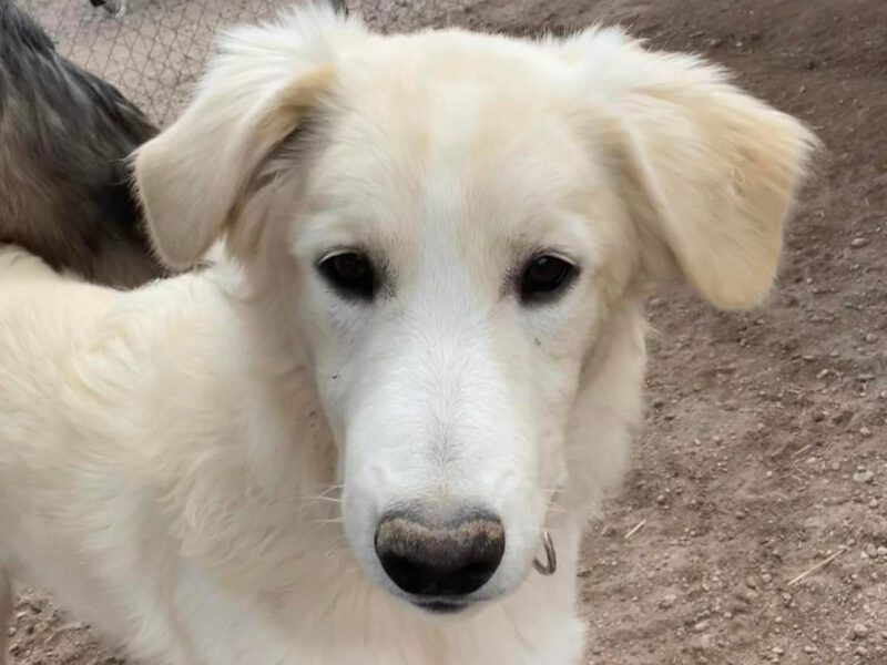 hunde-aus-dem-tierschutz-hunde-adoptieren-tierschutzverein-rhein-main-hunde-in-not-rhein-main-e.V.