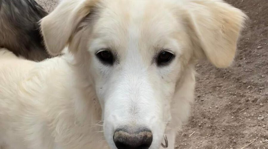 hunde-aus-dem-tierschutz-hunde-adoptieren-tierschutzverein-rhein-main-hunde-in-not-rhein-main-e.V.