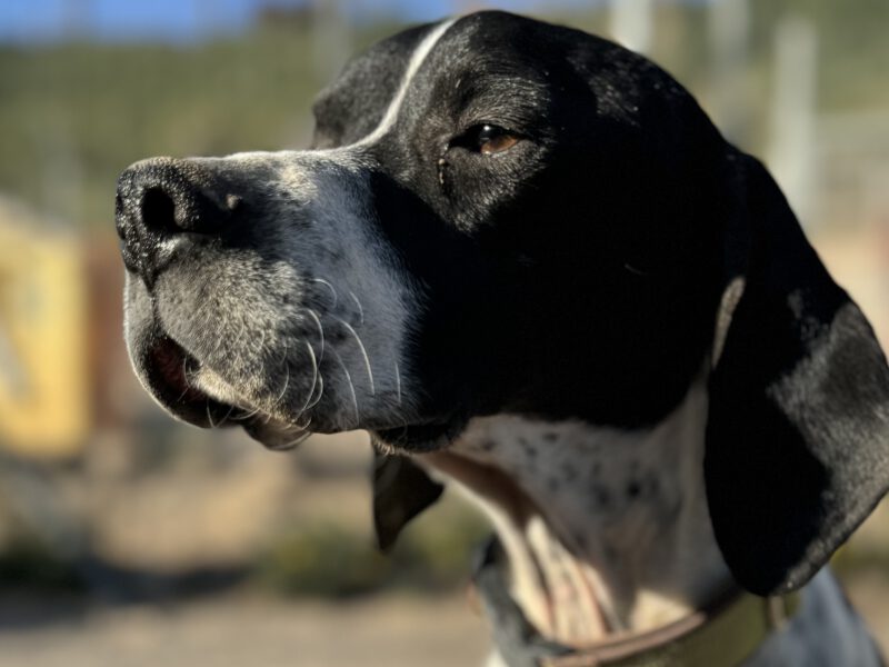 Lilli I-hunde-aus-dem-tierschutz-hunde-adoptieren-tierschutzverein-rhein-main-hunde-in-not-rhein-main-e.V