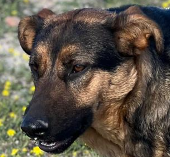 hunde-aus-dem-tierschutz-hunde-adoptieren-tierschutzverein-rhein-main-hunde-in-not-rhein-main-e.V.