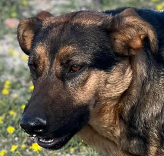 hunde-aus-dem-tierschutz-hunde-adoptieren-tierschutzverein-rhein-main-hunde-in-not-rhein-main-e.V.