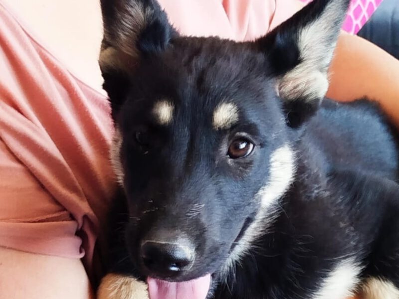 hunde-aus-dem-tierschutz-hunde-adoptieren-tierschutzverein-rhein-main-hunde-in-not-rhein-main-e.V.