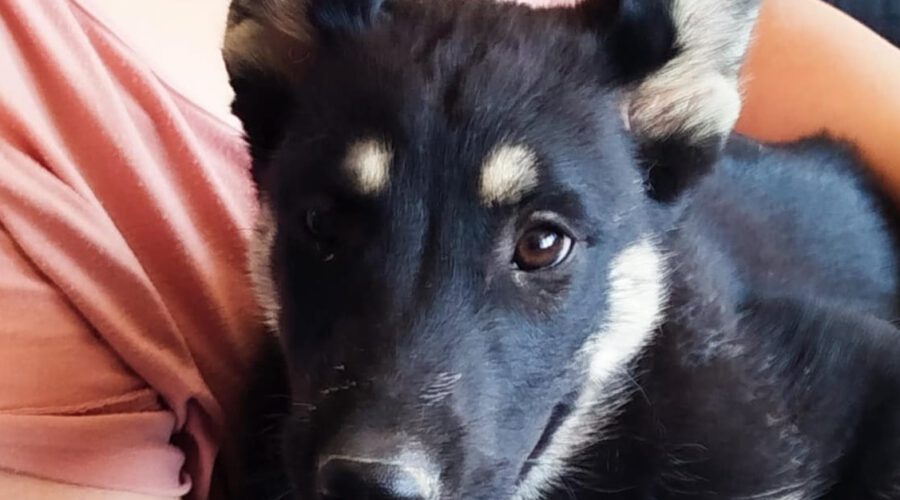 hunde-aus-dem-tierschutz-hunde-adoptieren-tierschutzverein-rhein-main-hunde-in-not-rhein-main-e.V.