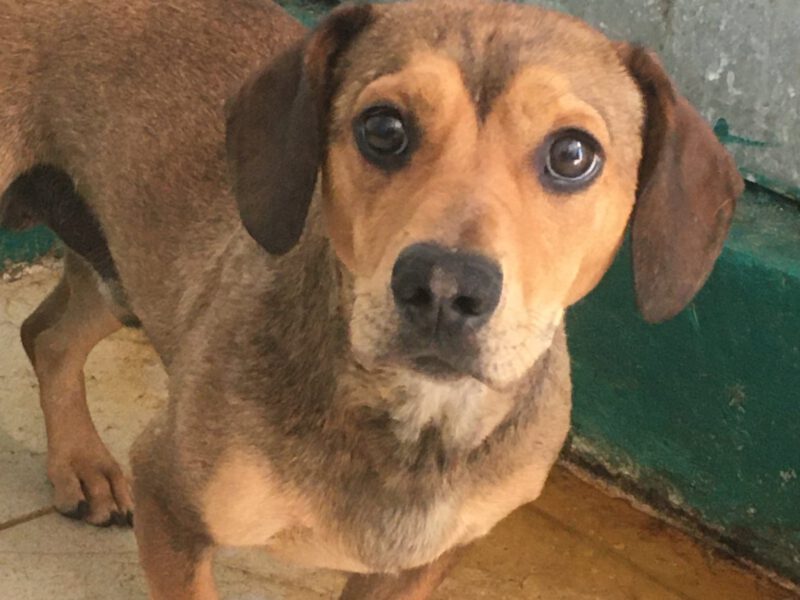 Max-hunde-aus-dem-tierschutz-hunde-adoptieren-tierschutzverein-rhein-main-hunde-in-not-rhein-main-e.V.