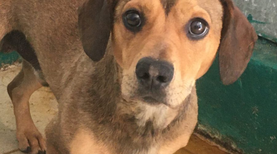 Max-hunde-aus-dem-tierschutz-hunde-adoptieren-tierschutzverein-rhein-main-hunde-in-not-rhein-main-e.V.