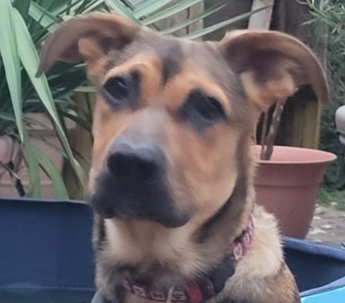 hunde-aus-dem-tierschutz-hunde-adoptieren-tierschutzverein-rhein-main-hunde-in-not-rhein-main-e.V.