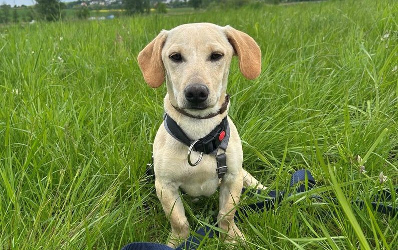 hunde-aus-dem-tierschutz-hunde-adoptieren-tierschutzverein-rhein-main-hunde-in-not-rhein-main-e.V.