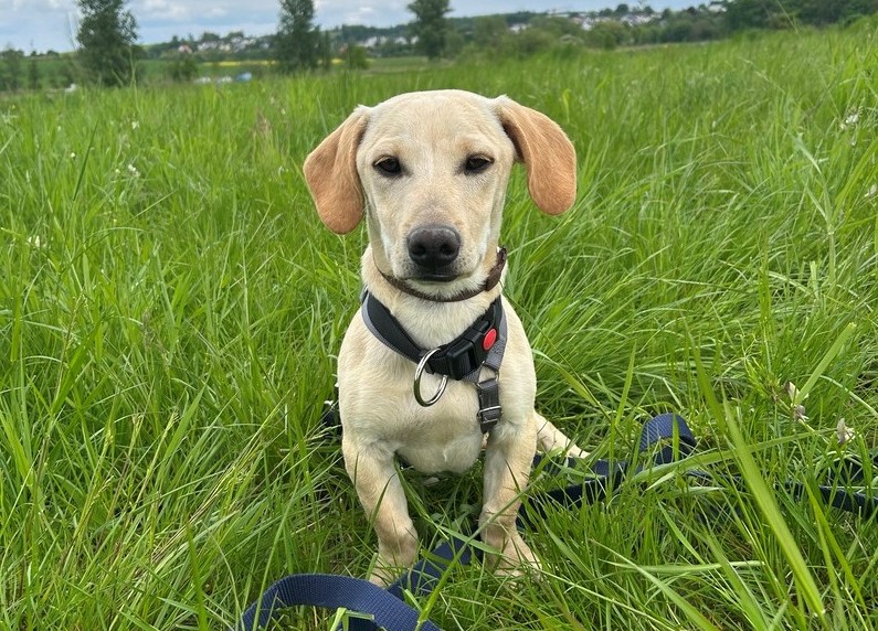 hunde-aus-dem-tierschutz-hunde-adoptieren-tierschutzverein-rhein-main-hunde-in-not-rhein-main-e.V.