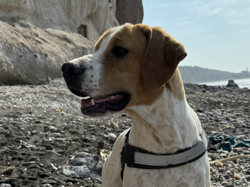 Thelma I-hunde-aus-dem-tierschutz-hunde-adoptieren-tierschutzverein-rhein-main-hunde-in-not-rhein-main-e.V.