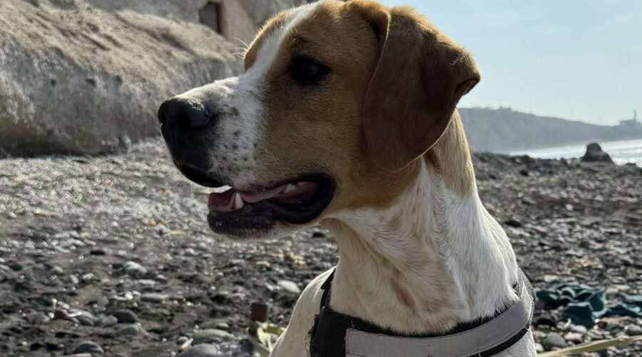 Thelma I-hunde-aus-dem-tierschutz-hunde-adoptieren-tierschutzverein-rhein-main-hunde-in-not-rhein-main-e.V.