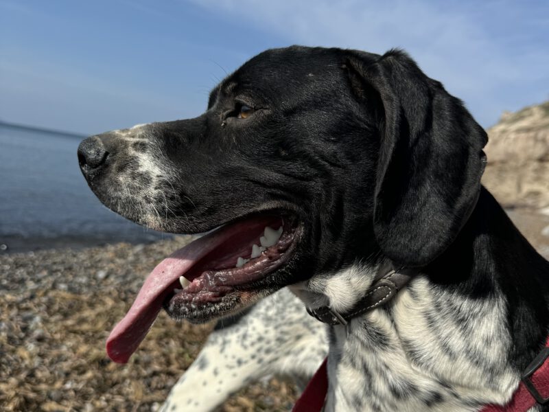 Theo-hunde-aus-dem-tierschutz-hunde-adoptieren-tierschutzverein-rhein-main-hunde-in-not-rhein-main-e.V.