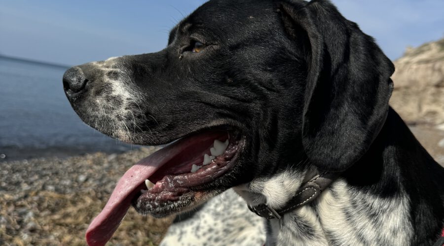 Theo-hunde-aus-dem-tierschutz-hunde-adoptieren-tierschutzverein-rhein-main-hunde-in-not-rhein-main-e.V.