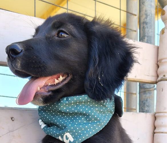 hunde-aus-dem-tierschutz-hunde-adoptieren-tierschutzverein-rhein-main-hunde-in-not-rhein-main-e.V.